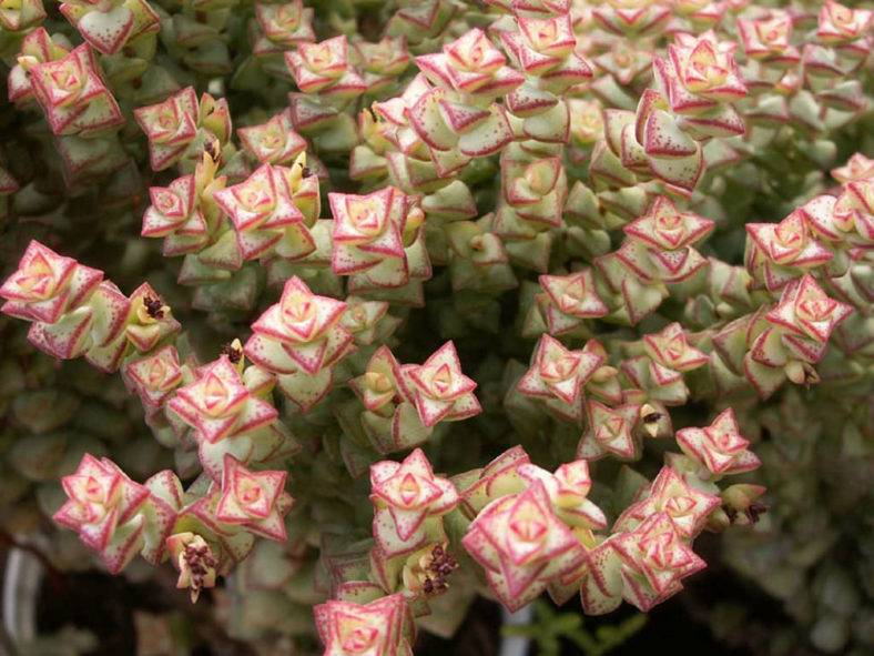 Crassula rupestris subsp. commutata - Rosary Vine