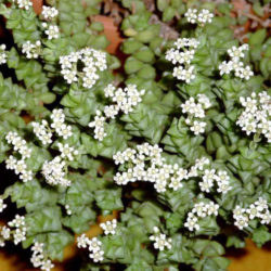 Crassula rupestris subsp. commutata - Rosary Vine