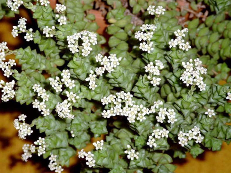 Crassula rupestris subsp. commutata - Rosary Vine