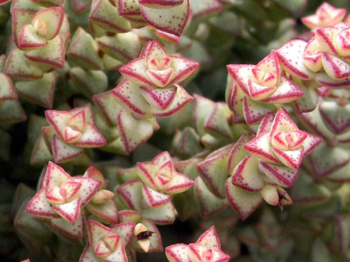 Crassula rupestris subsp. commutata - Rosary Vine