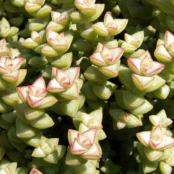 Crassula rupestris subsp. commutata - Rosary Vine