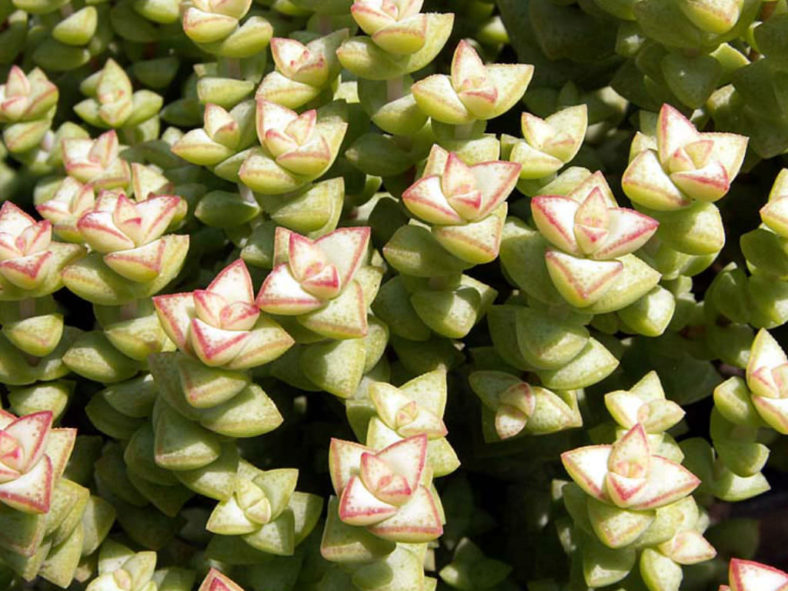 Crassula rupestris subsp. commutata - Rosary Vine
