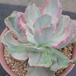 Echeveria 'Flying Cloud'