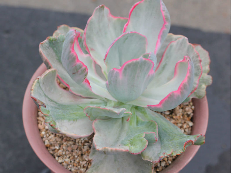 Echeveria 'Flying Cloud'
