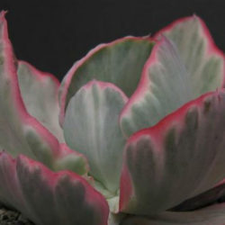 Echeveria 'Flying Cloud'