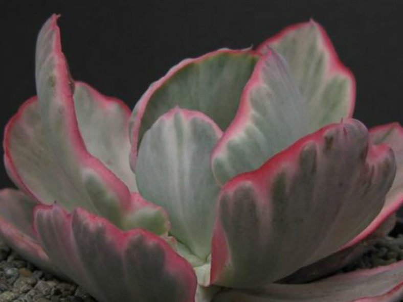 Echeveria 'Flying Cloud'