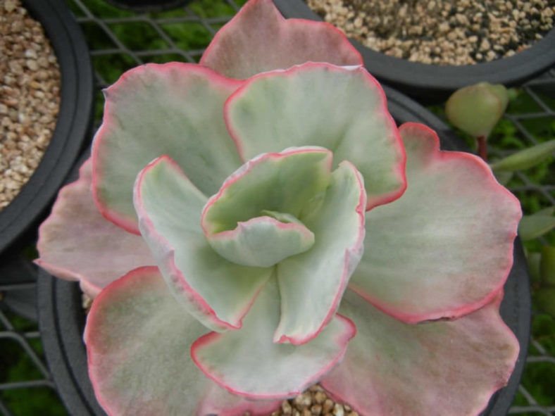 Echeveria 'Flying Cloud'