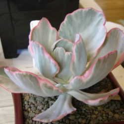 Echeveria 'Flying Cloud'