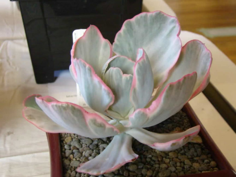 Echeveria 'Flying Cloud'