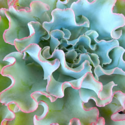 Echeveria 'Lady Aquarius'