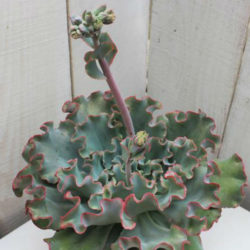 Echeveria 'Lady Aquarius'