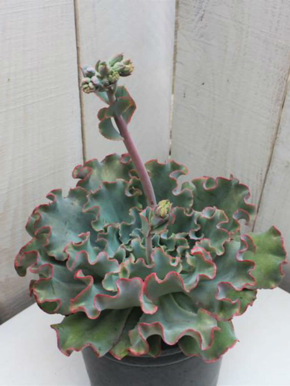 Echeveria 'Aquarius' aka Echeveria 'Lady Aquarius'