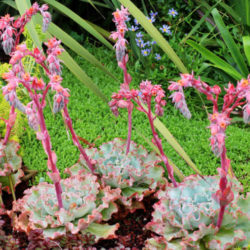 Echeveria 'Lady Aquarius'