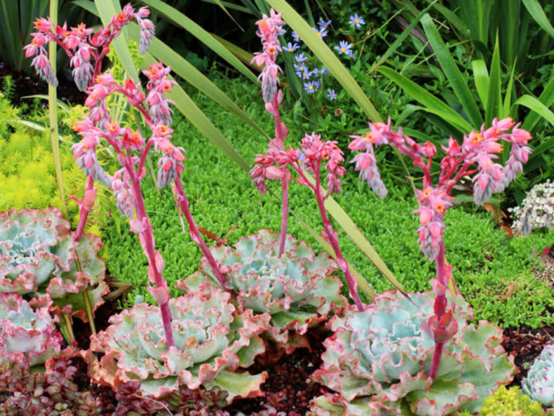 Echeveria 'Aquarius' aka Echeveria 'Lady Aquarius'