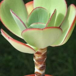 Echeveria gigantea - Giant Hens and Chicks