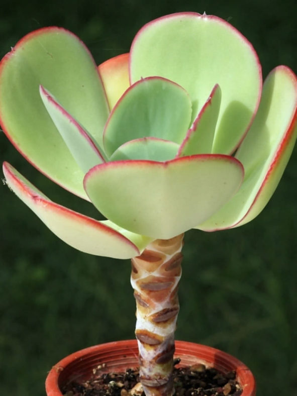 Echeveria gigantea - Giant Hens and Chicks