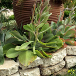 Echeveria gigantea - Giant Hens and Chicks