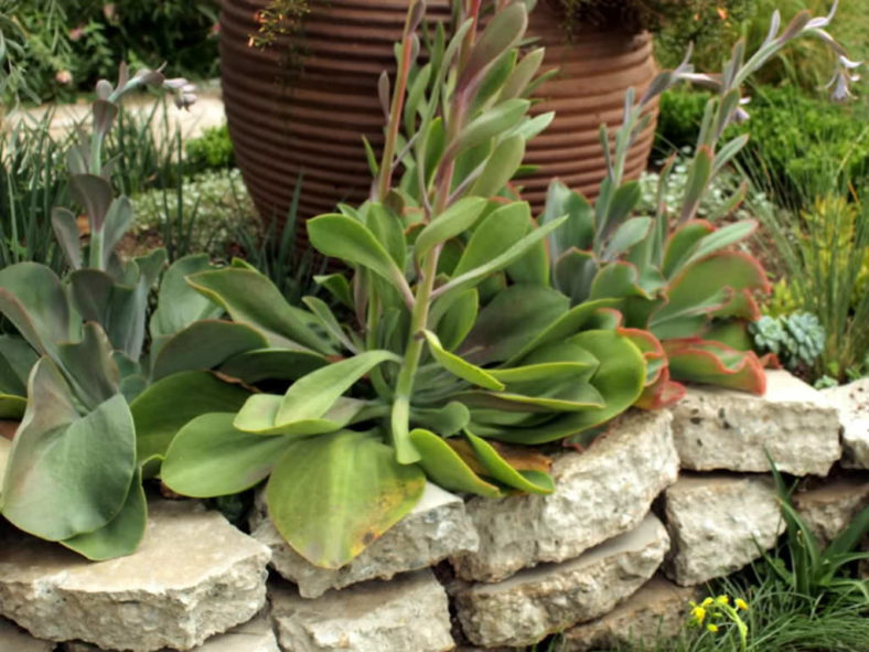 Echeveria gigantea - Giant Hens and Chicks