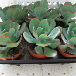 Echeveria gigantea - Giant Hens and Chicks