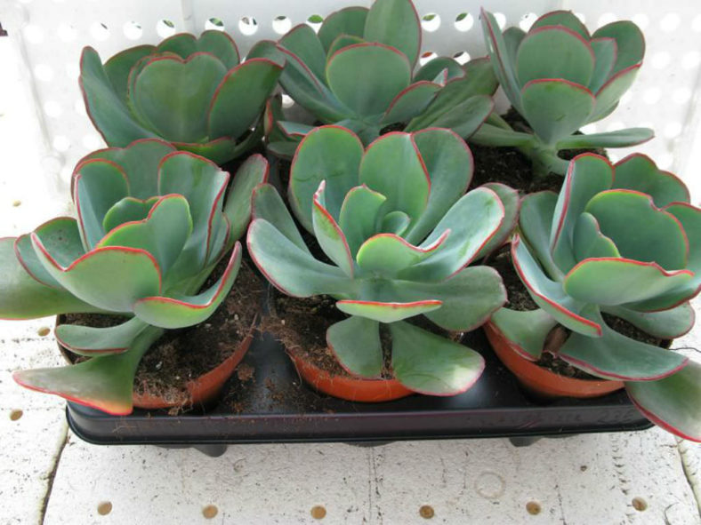 Echeveria gigantea - Giant Hens and Chicks