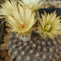 Eriosyce odieri