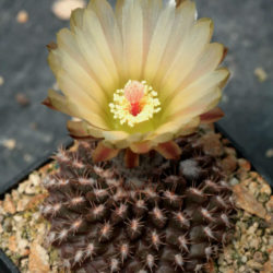 Eriosyce odieri