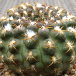 Eriosyce odieri
