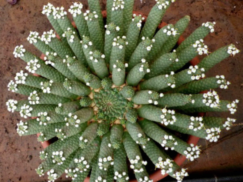 Euphorbia inermis - Green Crown, Medusa's Head