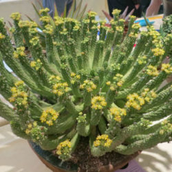 Euphorbia inermis var. huttonae