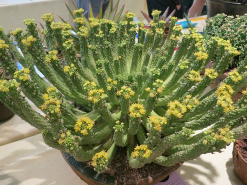Euphorbia huttoniae aka Euphorbia inermis var. huttonae