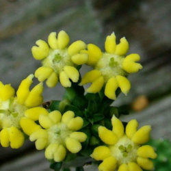 Euphorbia inermis var. huttonae