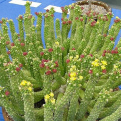 Euphorbia inermis var. huttonae
