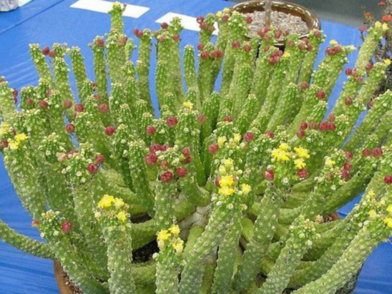 Euphorbia huttoniae aka Euphorbia inermis var. huttonae