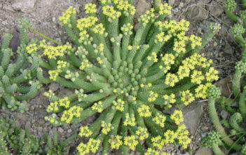 Euphorbia inermis var. huttonae Euphorbia inermis var. huttonae