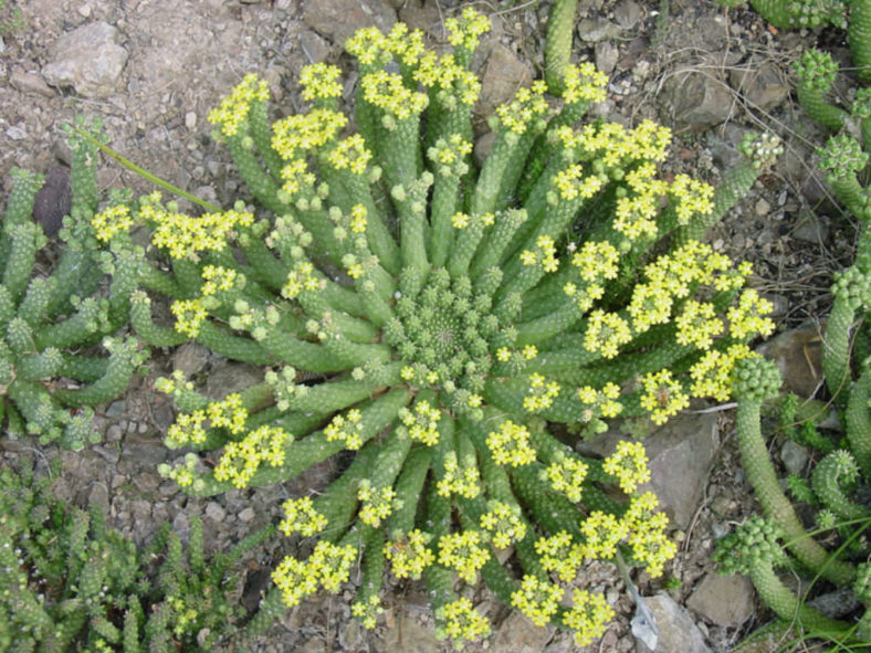 Euphorbia inermis var. huttonae