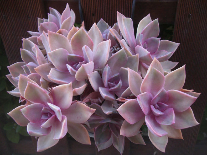 ×Graptoveria 'Douglas Huth'