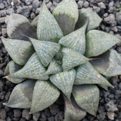 Haworthia magnifica var. splendens - World of Succulents