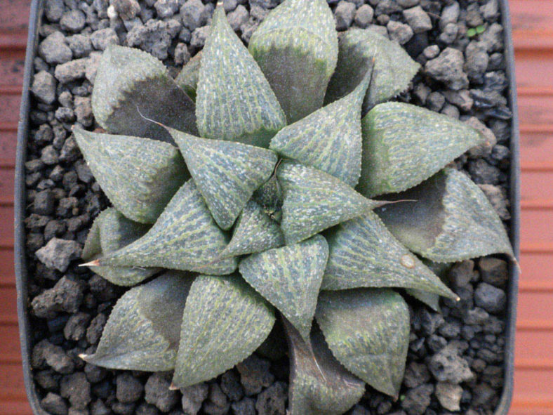 Haworthia magnifica var. splendens