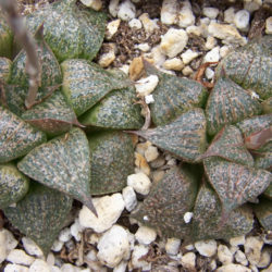 Haworthia magnifica var. splendens