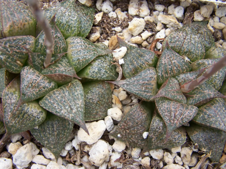 Haworthia magnifica var. splendens