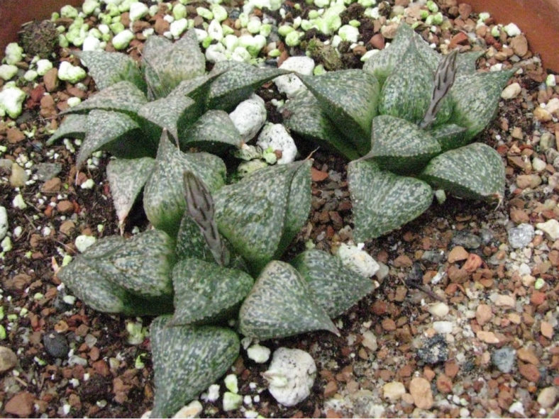 Haworthia magnifica var. splendens