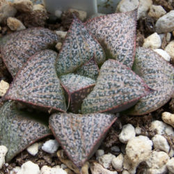 Haworthia magnifica var. splendens