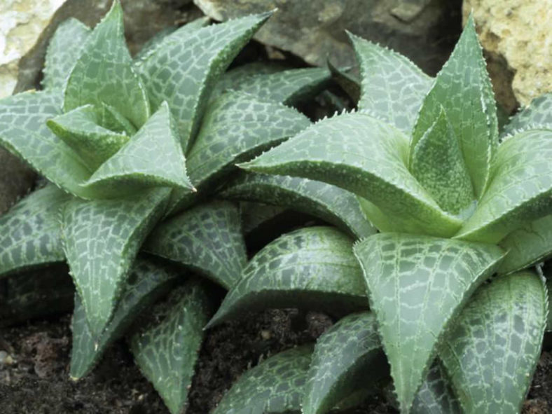 Haworthiopsis tessellata (Veined Haworthia) aka Haworthia tessellata or Haworthia venosa subsp. tessellata
