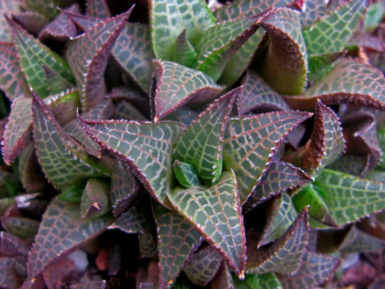 Haworthiopsis tessellata (Veined Haworthia) aka Haworthia tessellata or Haworthia venosa subsp. tessellata