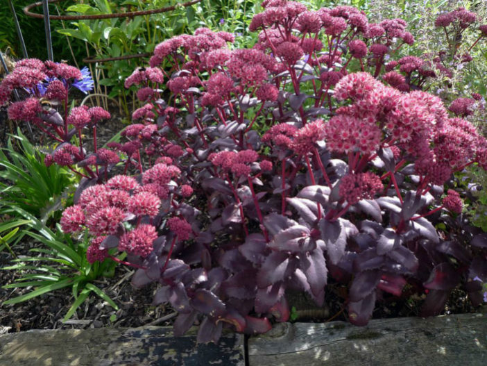 Hylotelephium telephium 'Purple Emperor' aka Sedum telephium 'Purple Emperor'