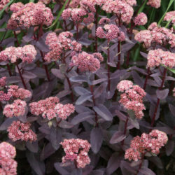 Hylotelephium telephium 'Purple Emperor' aka Sedum telephium 'Purple Emperor'