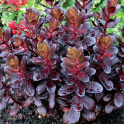 Hylotelephium telephium 'Purple Emperor' aka Sedum telephium 'Purple Emperor'