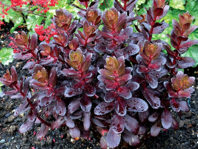 Hylotelephium telephium 'Purple Emperor' aka Sedum telephium 'Purple Emperor'