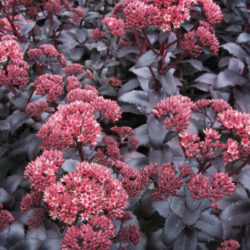 Hylotelephium telephium 'Purple Emperor' aka Sedum telephium 'Purple Emperor'