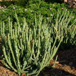 Kleinia anteuphorbium (Swizzle Sticks) aka Senecio anteuphorbium